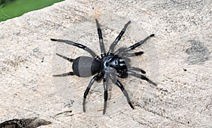 Macrothele calpeiana Spider