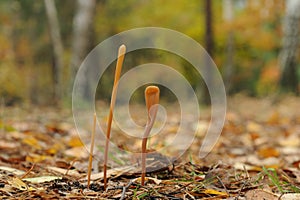 Macrotyphula fistulosa fungus photo