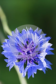 macroview of a blue cornflower