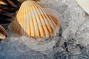 Macroview of seashell on an ice