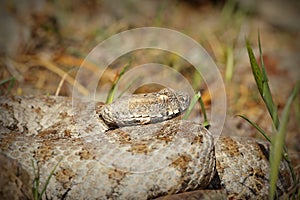 Macrovipera lebetina schweizeri portrait