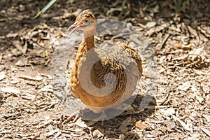 Macuco, Parque das Aves, Foz do Iguacu, Brazil.