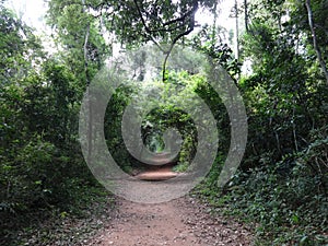 Macuco trail in Iguazu national park in Misiones province. Argentine, 2020