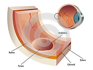 Macula