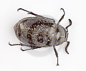 Macular beetle