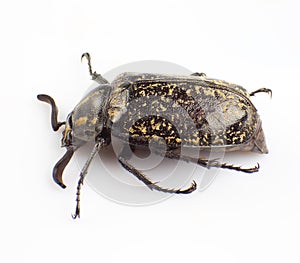 Macular beetle