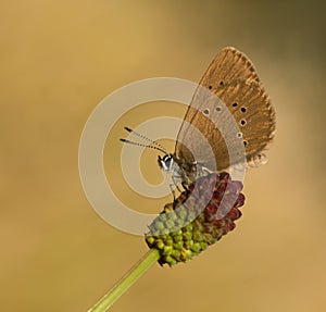 Maculinea nausithous butterfly in the sky