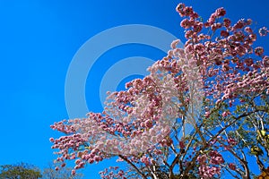 Maculis tree pink flowers Tabebuia rosea photo