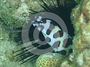 Maculosus myrichthys, ocean eel