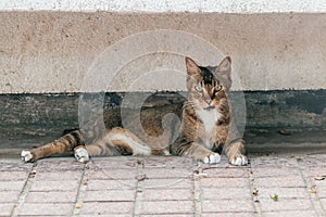 A mad and aggressive street cat sitting