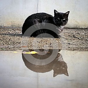 Mad Cat reflection