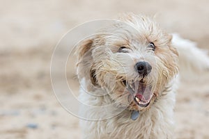 Mad dog. Crazy happy pet face. Funny animal meme image photo