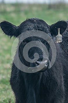 This Cow In Central Kentucky Staring Angrily photo