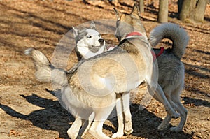 Mad meeting of two huskies