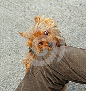 Mad rabid dog attack photo