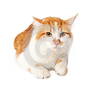 Mad yellow and white cat laying down