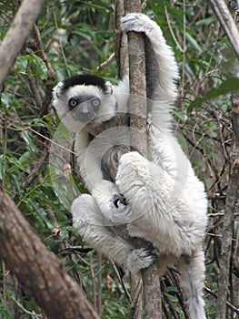 Madacascar Lemur