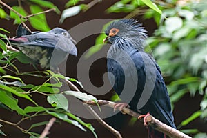 Madagascan blue pigeon with deep red tail, blue head iwith a large red patch of bare skin around the yellow eye