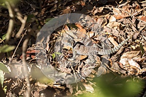 Madagascan collared iguana, Oplurus Cuvier, is abundant in the reserve Tsingy Ankarana, Madagascar