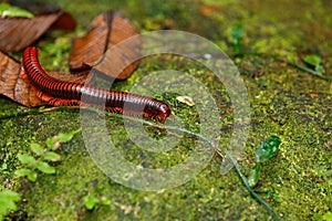 Madagascan Fire Millipede, Masoala Madagascar