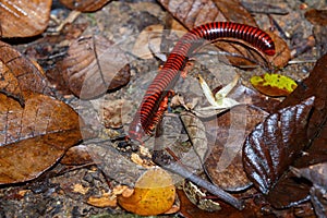 Madagascan Fire Millipede, Masoala Madagascar