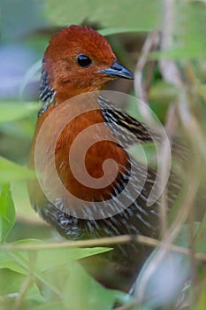 Madagascan flufftail, Sarothrura insularis photo