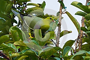 Madagascan Green Pigeon, Treron australis