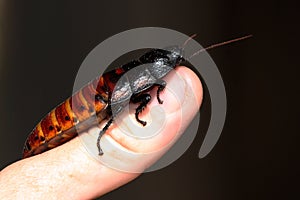 Madagascan Hissing Cockroach