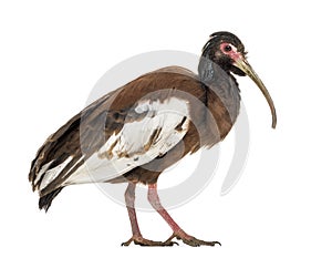 Madagascan ibis, Lophotibis cristata, isolated on white photo