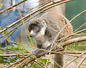 Madagascan Lemur