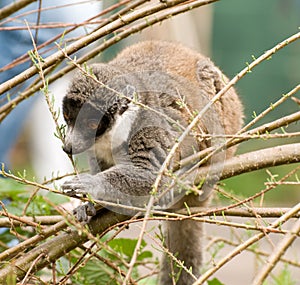 Madagascan Lemur
