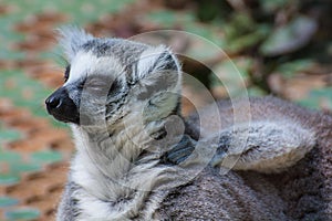 Madagascan lemur