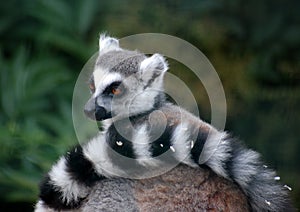 Madagascan Lemur wrap