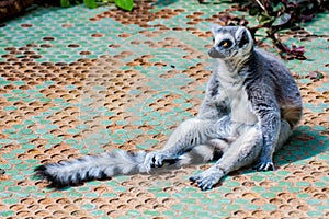 Madagascan lemur