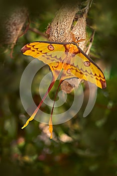 Madagascan moon moth with big cocoon in green vegetatin. Comet moth, Argema mittrei, big yellow butterfly in the nature habitat,