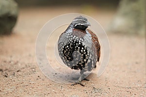 Madagascan partridge photo