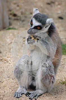 Madagascan ring tail Lemur