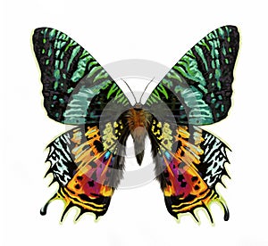 Madagascan Sunset Moth Chrysiridia rhipheus