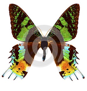 Madagascan sunset moth Chrysiridia rhipheus butterfly isolated