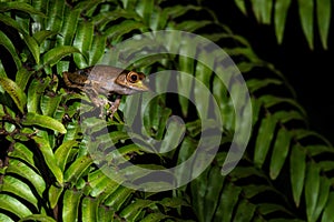 Madagascan Treefrog - Boophis madagascariensis