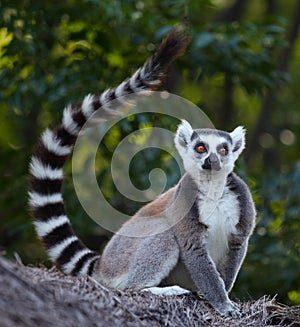 Madagascar