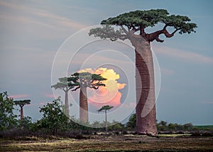 Madagascar. Baobab trees