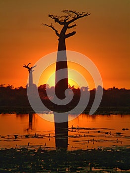 Madagascar baobab trees