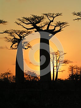 Madagascar Baobabs