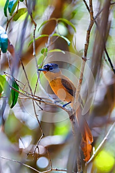 Madagascar bird Paradise-flycatcher, Terpsiphone mutata