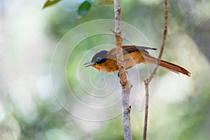 Madagascar bird Paradise-flycatcher, Terpsiphone mutata