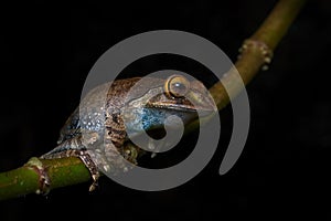 Madagascar Bright-eyed Frog, Boophis madagascariensis, Ranomafana NP