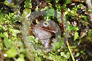 Madagascar Bright-eyed Frog or Madagascan Treefrog