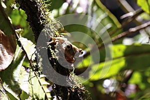 Madagascar Bright-eyed Frog or Madagascan Treefrog (Boophis madagascariensis) in the Ranomafana rainforest of Madagascar.