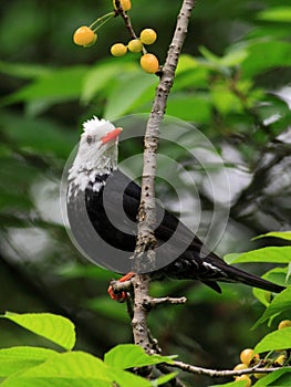 Madagascar Bulbul with cherry